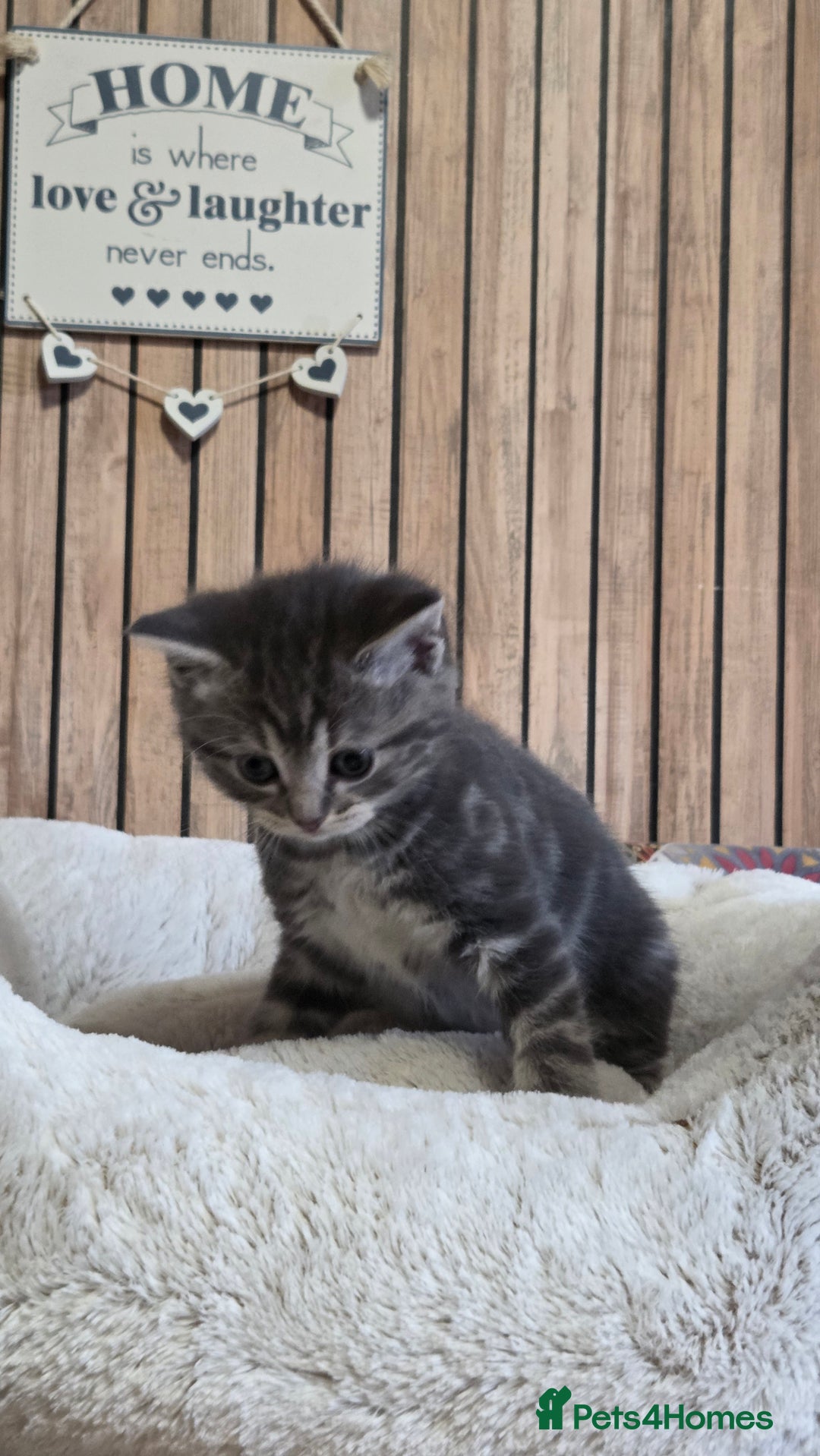 Mixed Breed cats for sale: Stunning Kittens - Image 4