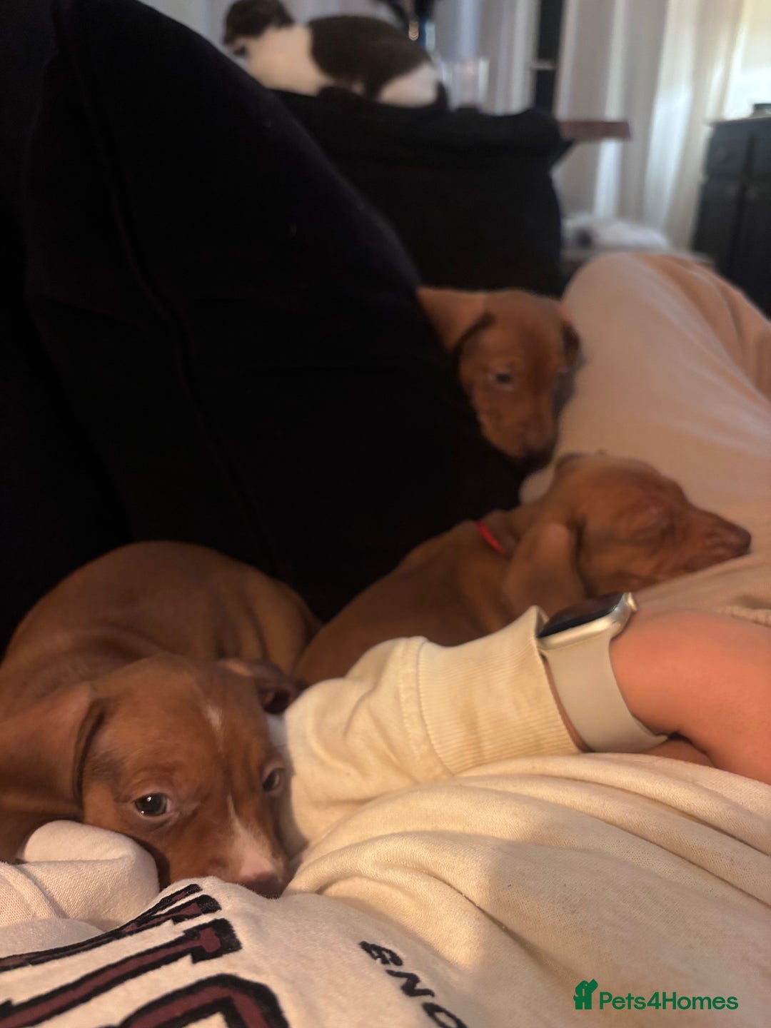Dachshund dogs for sale: Two dachshund puppies  - Advert 4
