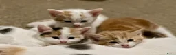Mixed Breed cats for sale: Lovely, friendly kittens - Advert 3