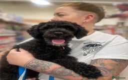 Mixed Breed dogs for sale: Beautiful 2yr old cockapoo x patterdale🐾 - Image 1