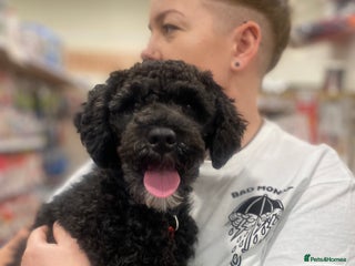 Mixed Breed dogs - Advert 21