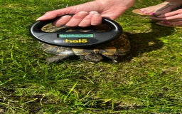 Tortoise reptiles for sale: Birtha is a Spur thigh Fertile female .  - Image 6