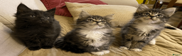 Maine Coon cats for sale: Maine Coon Absolutely Beautiful Kittens For Sale  in London - Advert 6