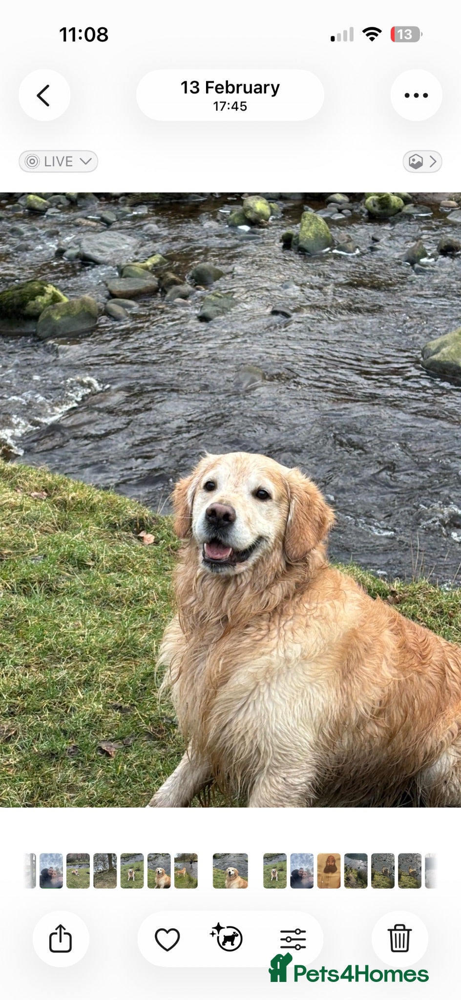 Golden Retriever dogs Extremely handsome boy - Advert 15
