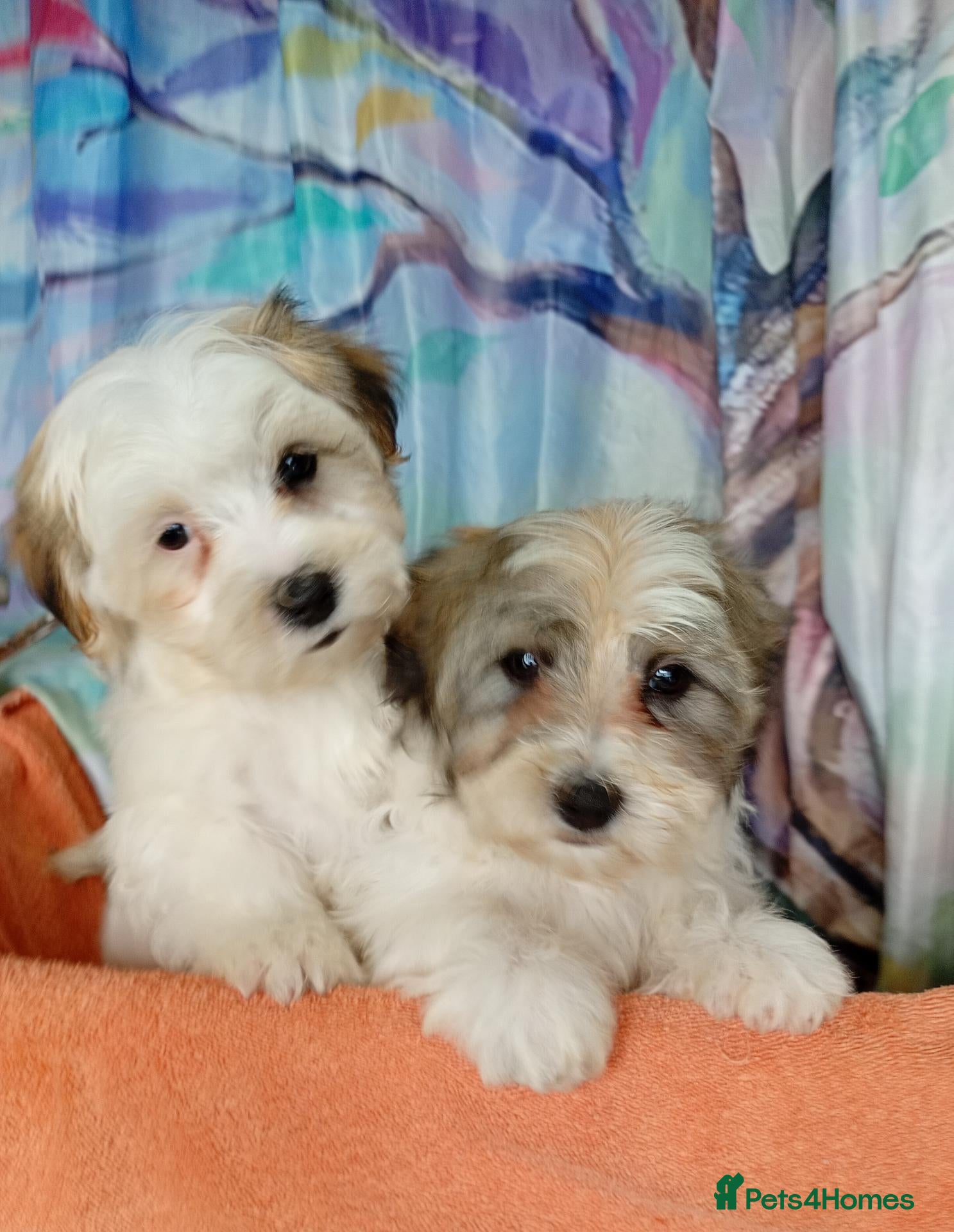 Havanese dogs Stunning full breed havanese puppies. 6 boys avail - Advert 1
