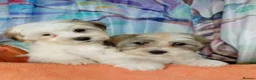 Havanese dogs for sale: ⭐RUDUCED TO £900onvo⭐Full breed havanese puppies.  - Advert 1