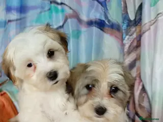 Havanese dogs Stunning full breed havanese puppies. 6 boys avail - Advert 1