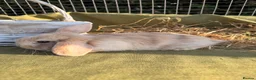 Mini Lop rabbits for sale: *Mini Lop Babies  - Advert 21
