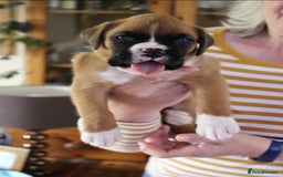 Boxer dogs for sale: KC Boxer Puppies for sale 4 Dogs 2 Bitches - Image 6