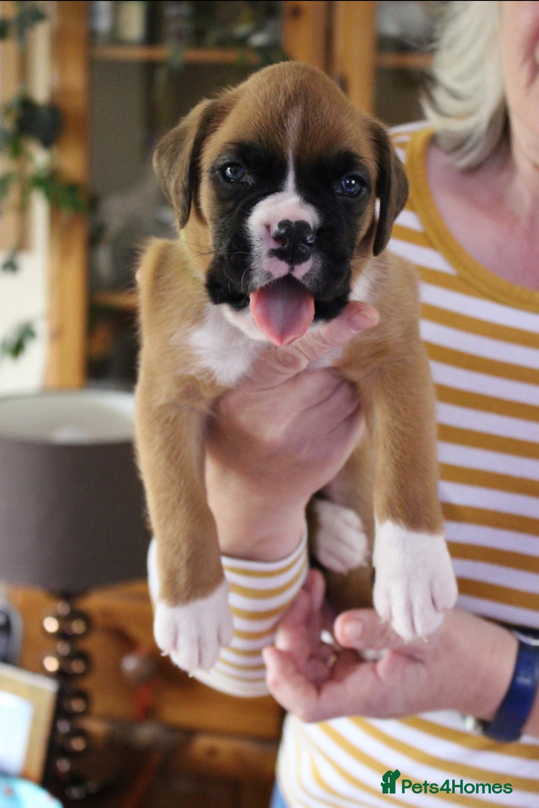 Boxer dogs for sale: KC Boxer Puppies for sale 4 Dogs 2 Bitches - Image 6