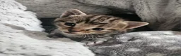 Mixed Breed cats for sale: 4 Beautiful Mix Breed Little Kittens For Sale - Advert 12