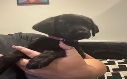 Labrador Retriever dogs for sale: Quality KC registered BLK Labrador Retriever Bitch - Image 1