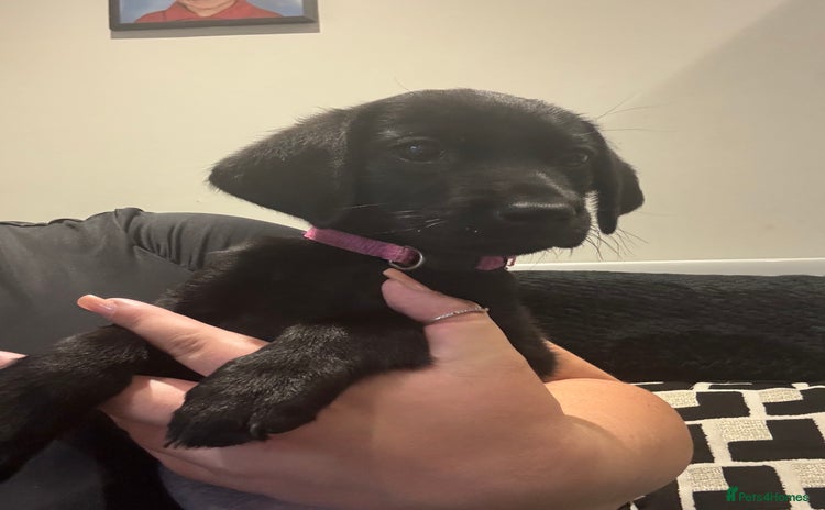 Labrador Retriever dogs - Advert 15