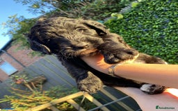 Australian Labradoodle dogs for sale: Australian Labradoodle - Image 5