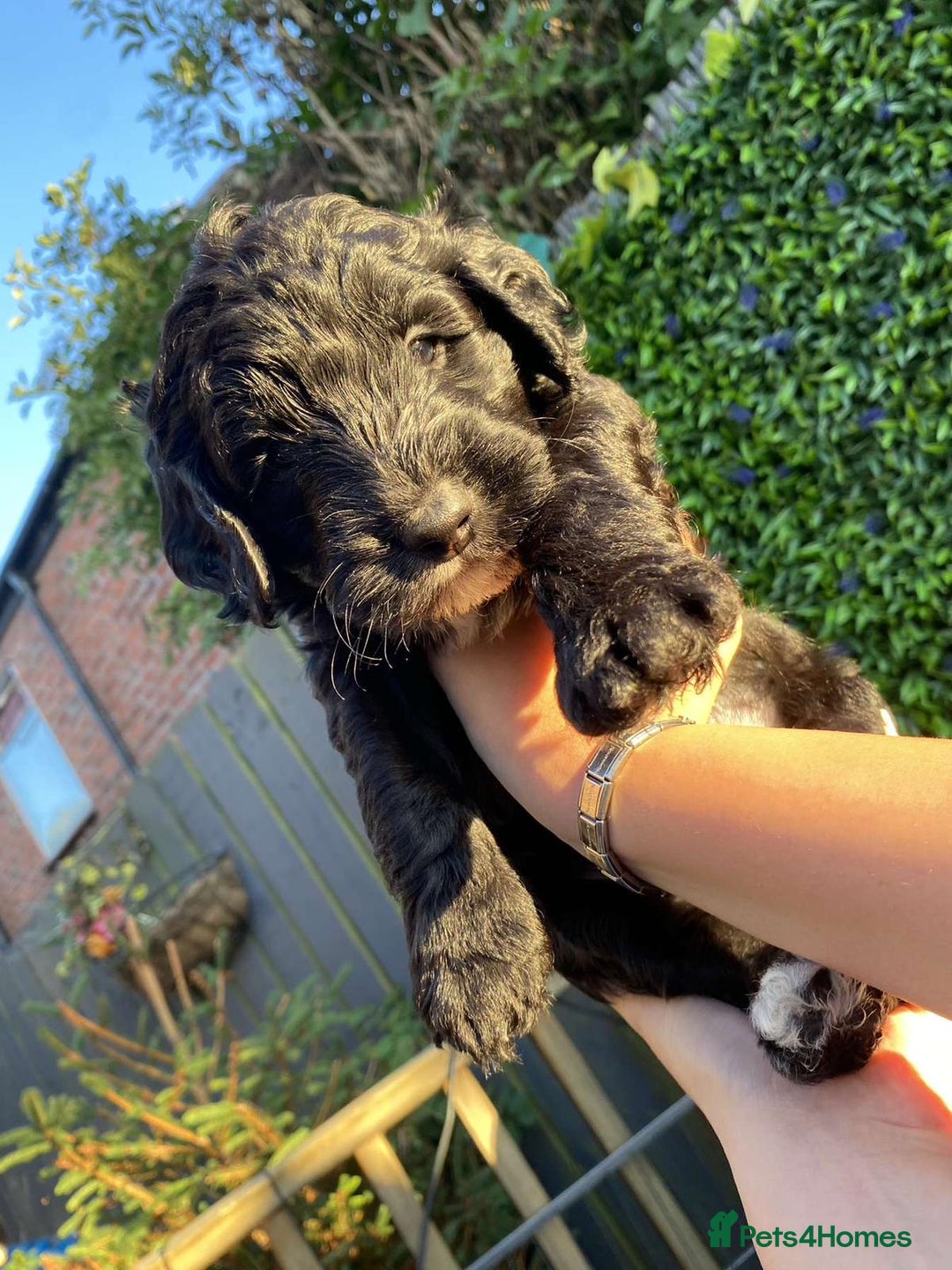 Australian Labradoodle dogs for sale: Australian Labradoodle - Image 5