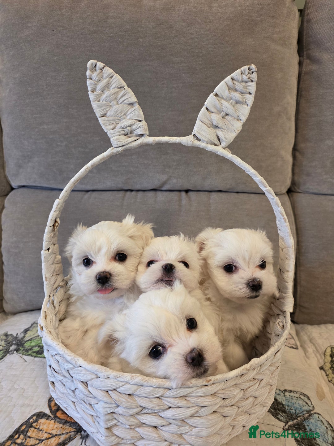 Maltese dogs for sale: A tiny little boy  - Advert 5
