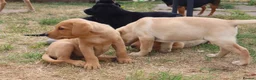 Labrador Retriever dogs for sale: Beautiful Kennel Club Registered Labrador Puppies - Advert 4