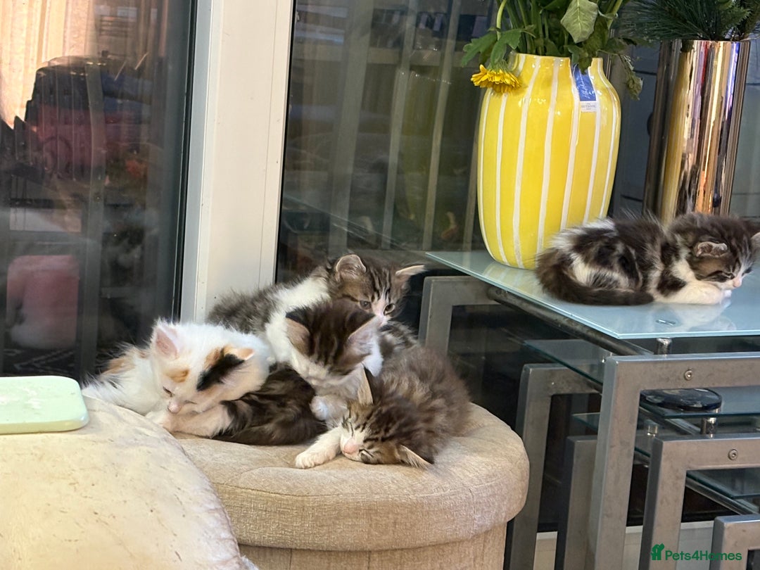 Mixed Breed cats for sale: Beautiful long and short haired kittens  - Advert 5