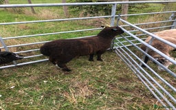 Sheep livestock for sale: RYELAND CROSS SHEARLING EWE - Image 1