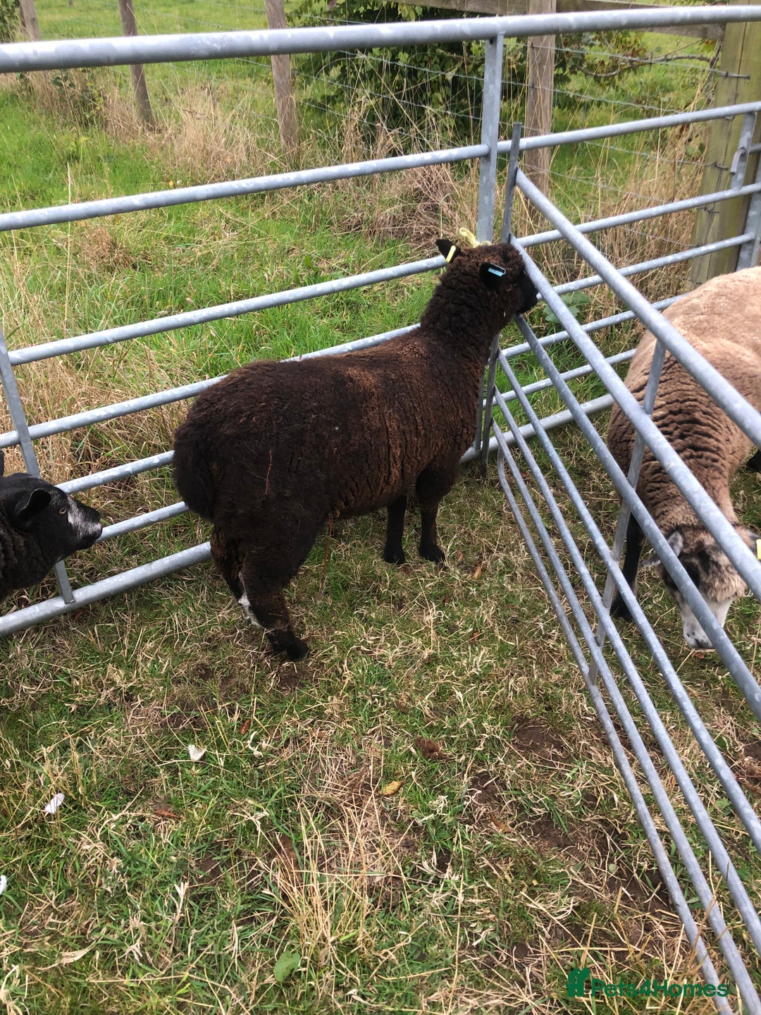 Sheep livestock for sale: RYELAND CROSS SHEARLING EWE - Image 1
