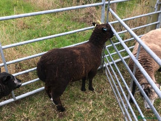 Sheep livestock - Advert 19