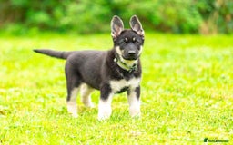 Sheepadoodle dogs for sale: East-European shephe - Image 3