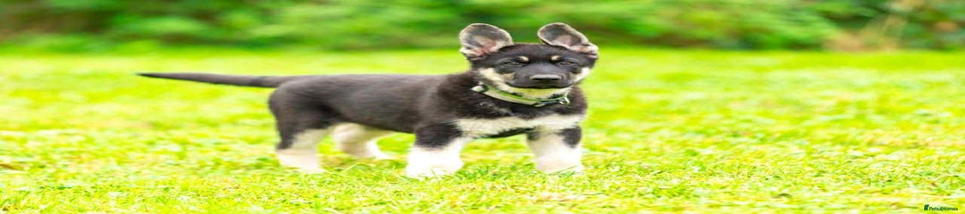 Sheepadoodle Puppy 1