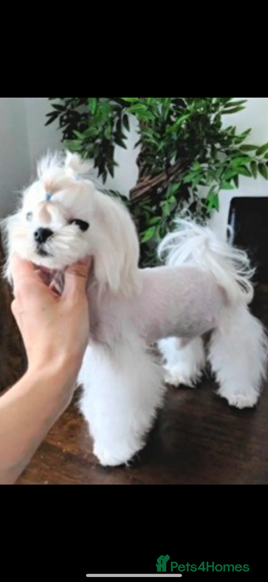 Maltese dogs for sale: London | Maltese Puppies Born on September 18th  - Image 4