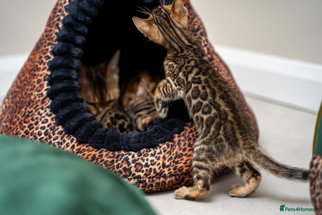 Bengal cats for sale: TICA-Certified Bengal Kittens, Show Quality - Image 34