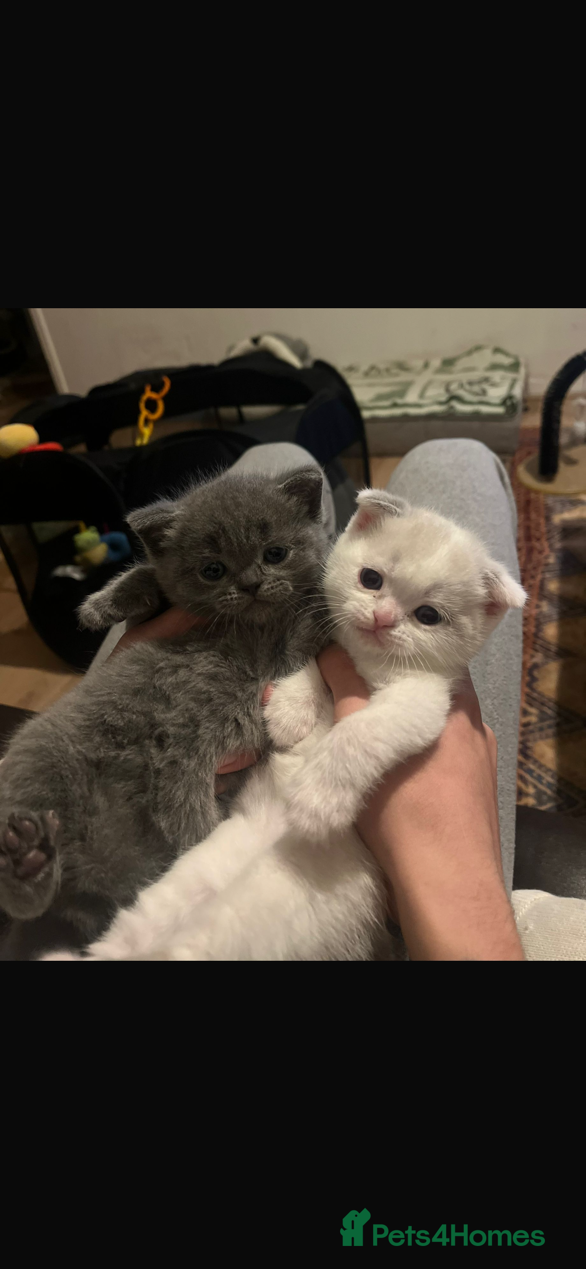 Scottish Fold cats Two beautiful kittens for sale - Advert 1