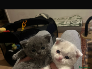 Scottish Fold cats Two beautiful kittens for sale - Advert 1
