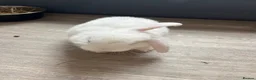 Mini Lop rabbits for sale: Two male rabbits - Advert 3