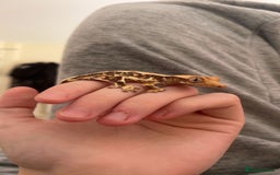 Gecko reptiles for sale: Lily White Crested Gecko for sale with setup - Image 1