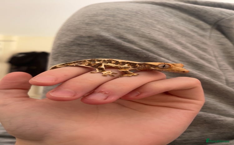 Gecko reptiles - Advert 14