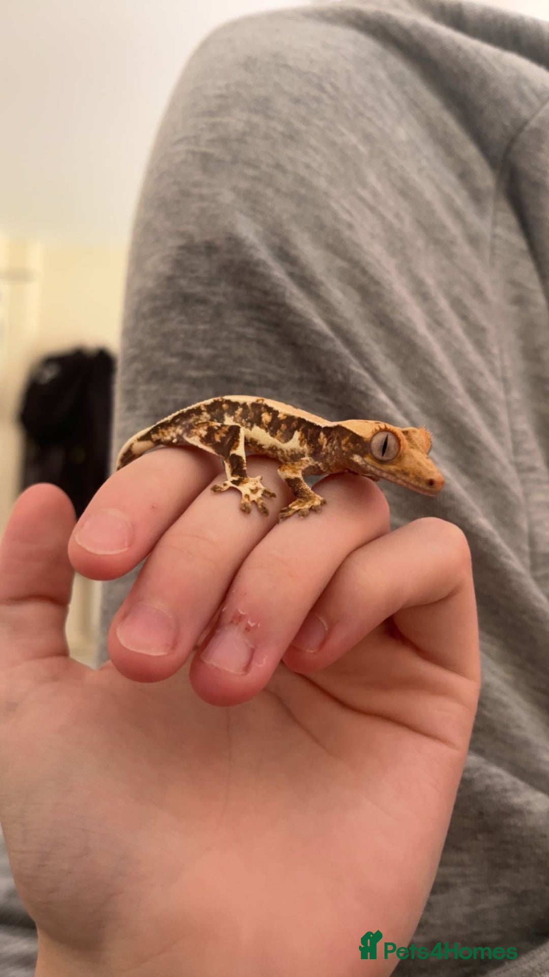 Gecko reptiles for sale: Lily White Crested Gecko for sale with setup - Image 1