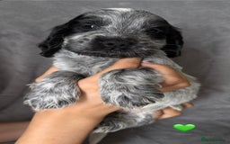 Cocker Spaniel dogs for sale: Show type Cocker spaniel puppies blue roan - Image 10