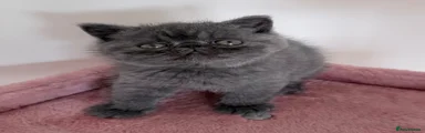 Exotic Kitten 3