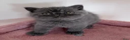 Exotic cats for sale: Adorable Exotic Short Hair Kittens Available  in Bromsgrove - Advert 5
