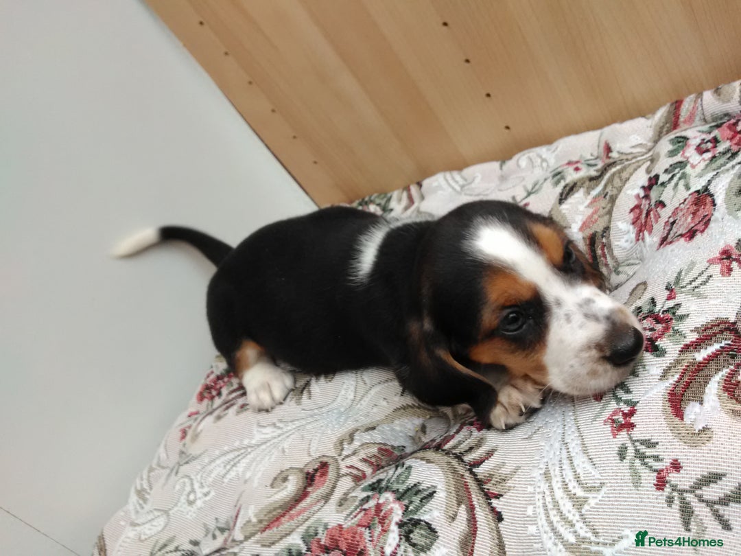 Basset Hound dogs for sale: Basset hound pups  - Image 3