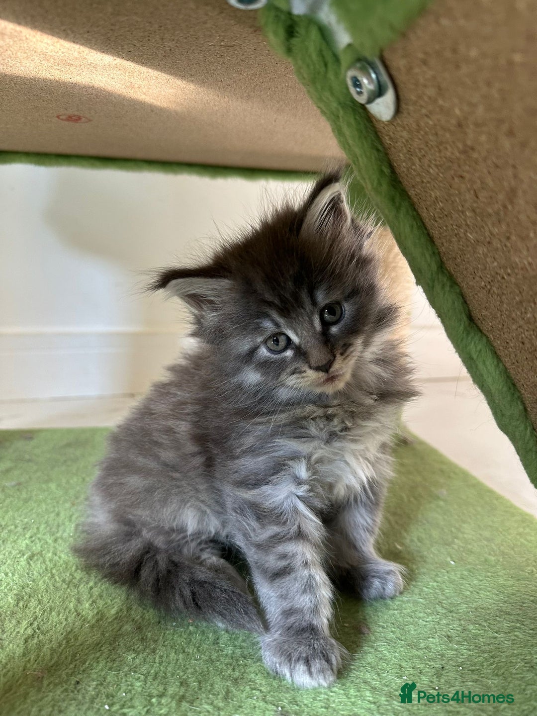Maine Coon cats for sale: Stunning Mainecoon Kittens - Image 9
