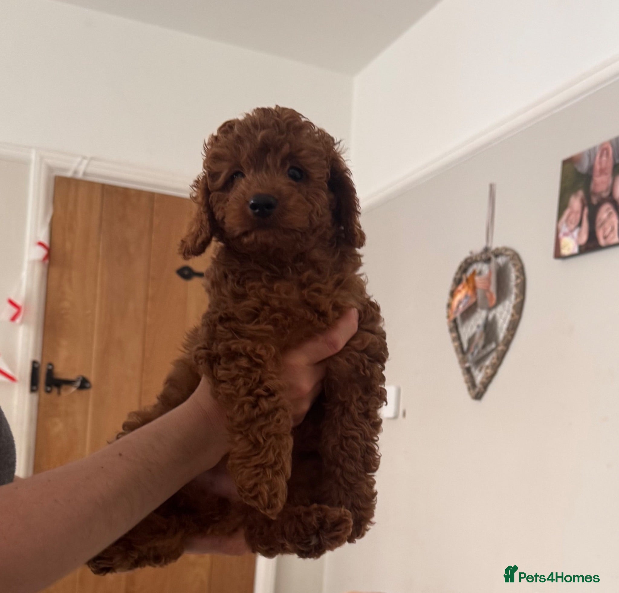 Cavapoo dogs Beautiful TEDDY BEAR Cavapoo puppy available - Advert 1