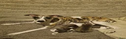 Whippet dogs for sale: Unique whippet brindle puppies in Derby - Advert 17