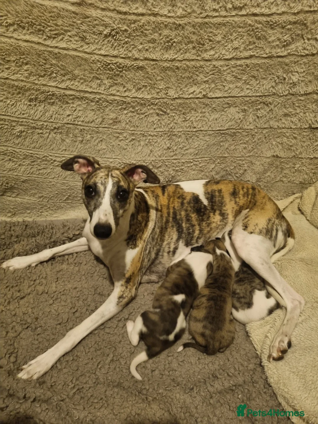 Whippet dogs for sale: Unique whippet brindle puppies in Derby - Advert 17