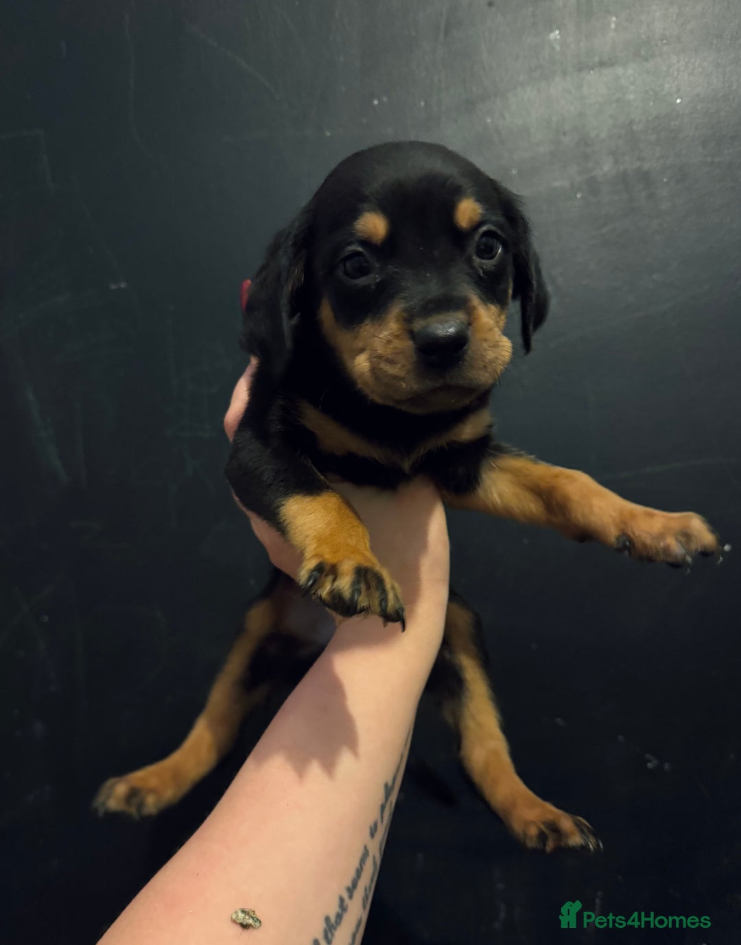 Mixed Breed dogs for sale: Rottie Bordeaux puppies - Advert 12