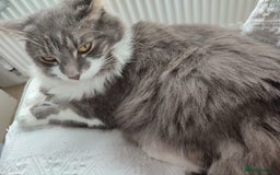 Mixed Breed cats for sale: 3 lovely boys looking for loving home - Image 5