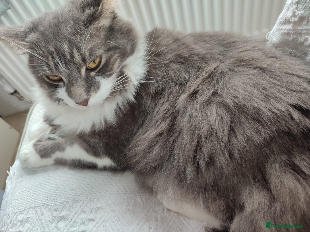 Mixed Breed cats for sale: 3 lovely boys looking for loving home - Image 5