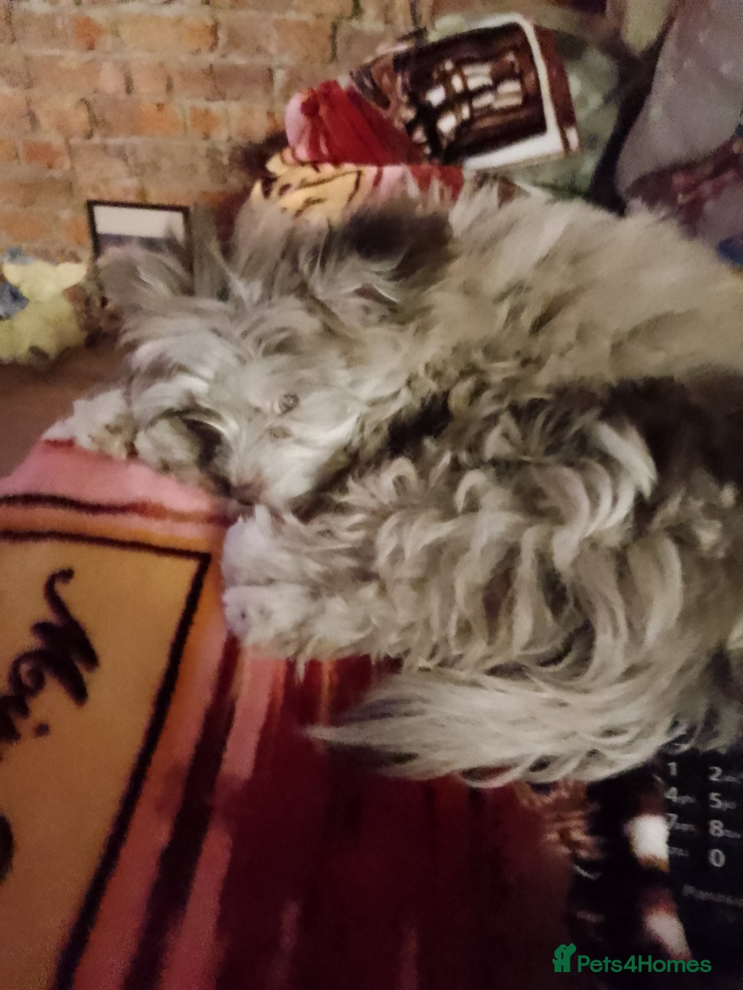 Mixed Breed dogs for sale: Gorgeous yorkiepoo x pomeranian puppy - Advert 6