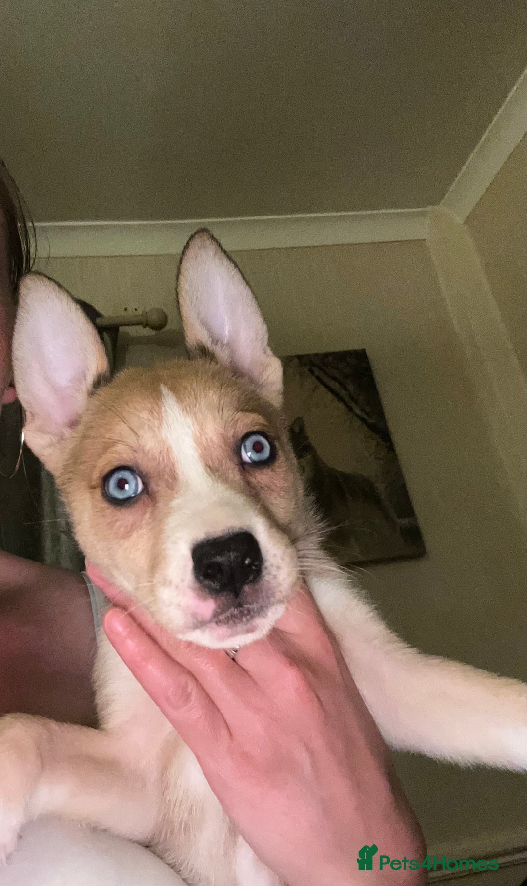 Mixed Breed dogs for sale: 4 husky cross American bulldog pups  - Image 5