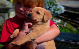 Labrador Retriever dogs for sale: Deep Red Top Quality Labrador Puppies - Image 1