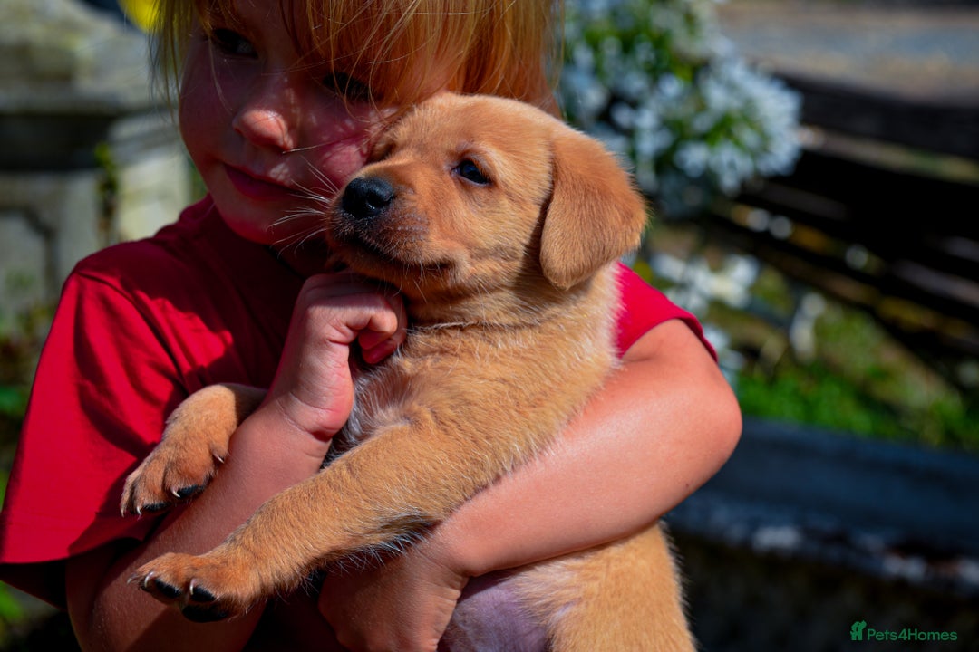 Labrador Retriever dogs for sale: Deep Red Top Quality Labrador Puppies - Image 1